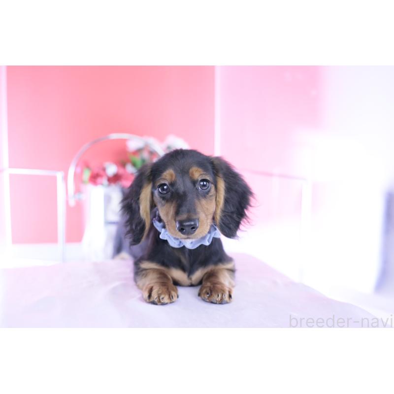 販売中の愛知県のミニチュアダックスフンド(ロングヘアード)-430869の6枚目