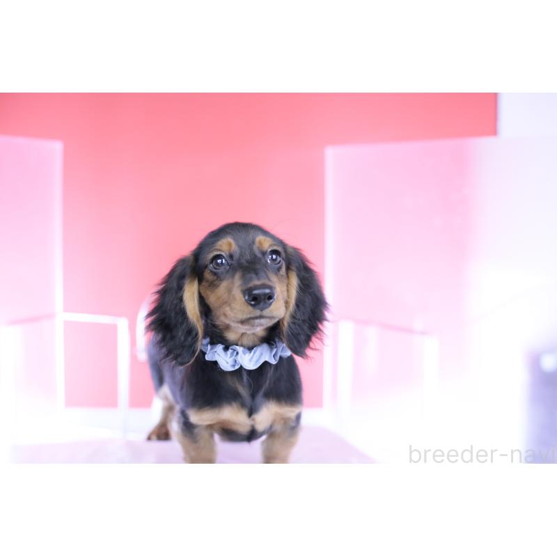 販売中の愛知県のミニチュアダックスフンド(ロングヘアード)-430869の3枚目