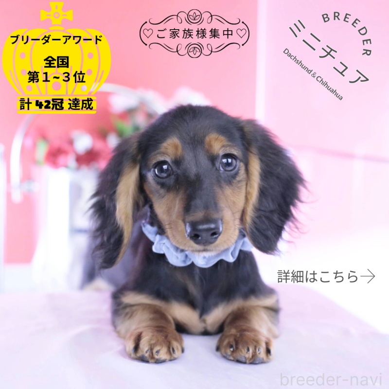 販売中の愛知県のミニチュアダックスフンド(ロングヘアード)-430869