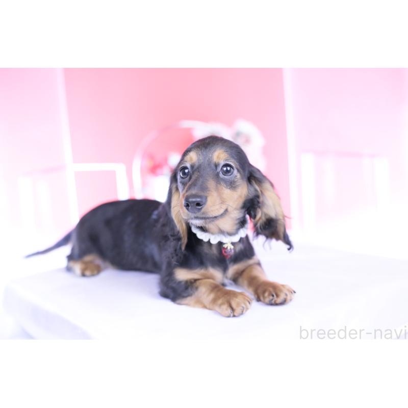 販売中の愛知県のミニチュアダックスフンド(ロングヘアード)-430867の12枚目