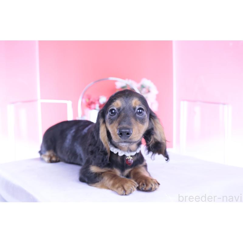 販売中の愛知県のミニチュアダックスフンド(ロングヘアード)-430867の10枚目