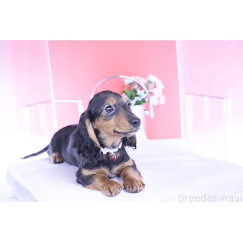 販売中の愛知県のミニチュアダックスフンド(ロングヘアード)-430867の8枚目