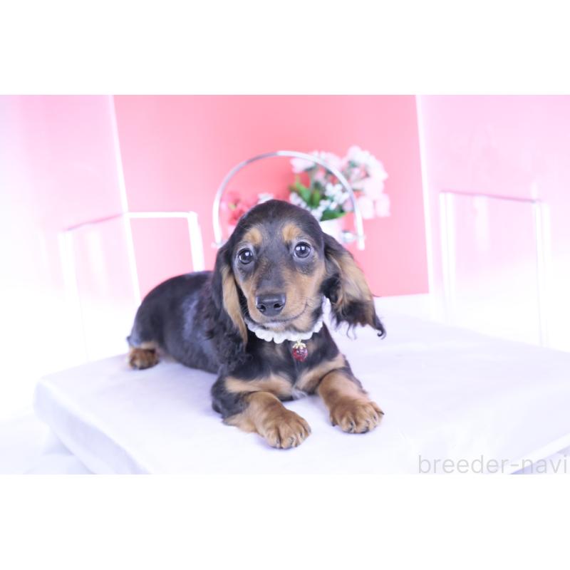 販売中の愛知県のミニチュアダックスフンド(ロングヘアード)-430867の6枚目