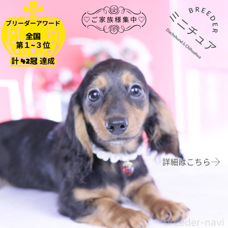 販売中の愛知県のミニチュアダックスフンド(ロングヘアード)-430867