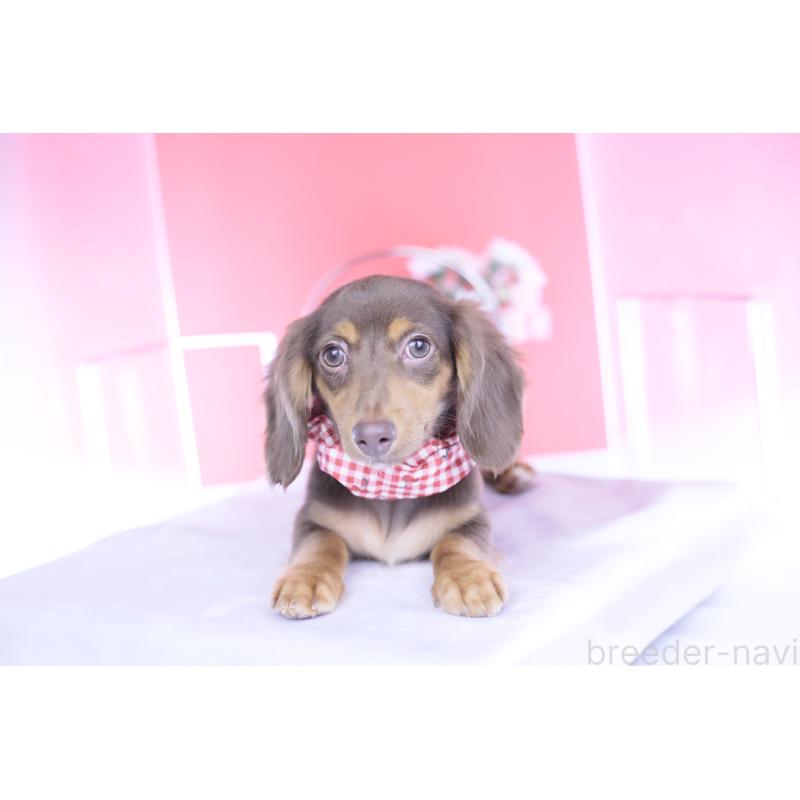 販売中の愛知県のカニンヘンダックスフンド(ロングヘアード)-430599の7枚目