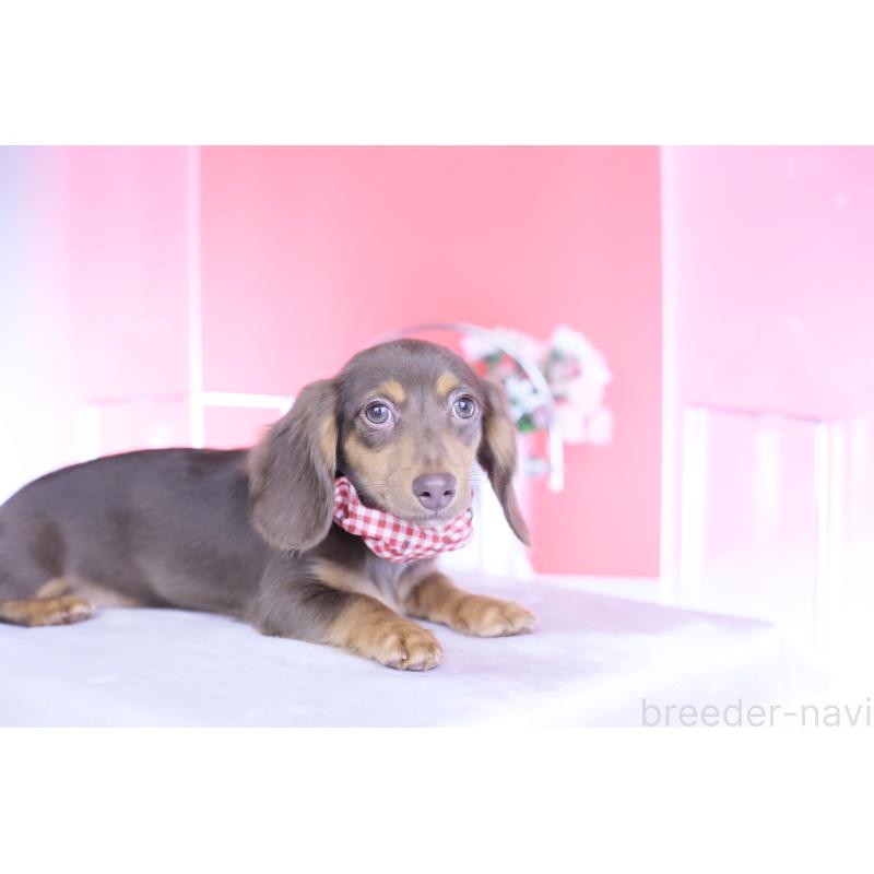 販売中の愛知県のカニンヘンダックスフンド(ロングヘアード)-430599の6枚目
