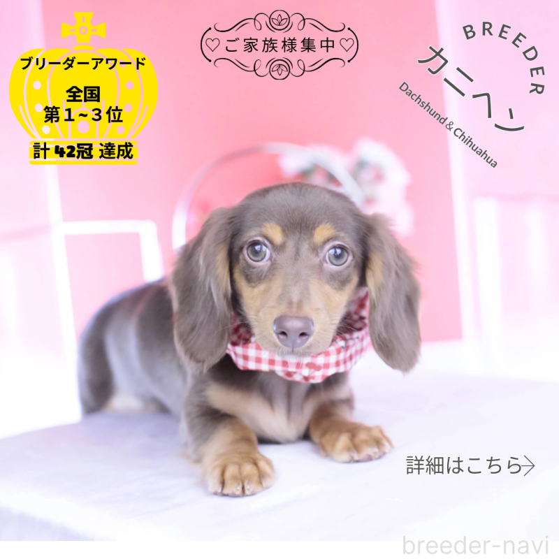 販売中の愛知県のカニンヘンダックスフンド(ロングヘアード)-430599の1枚目