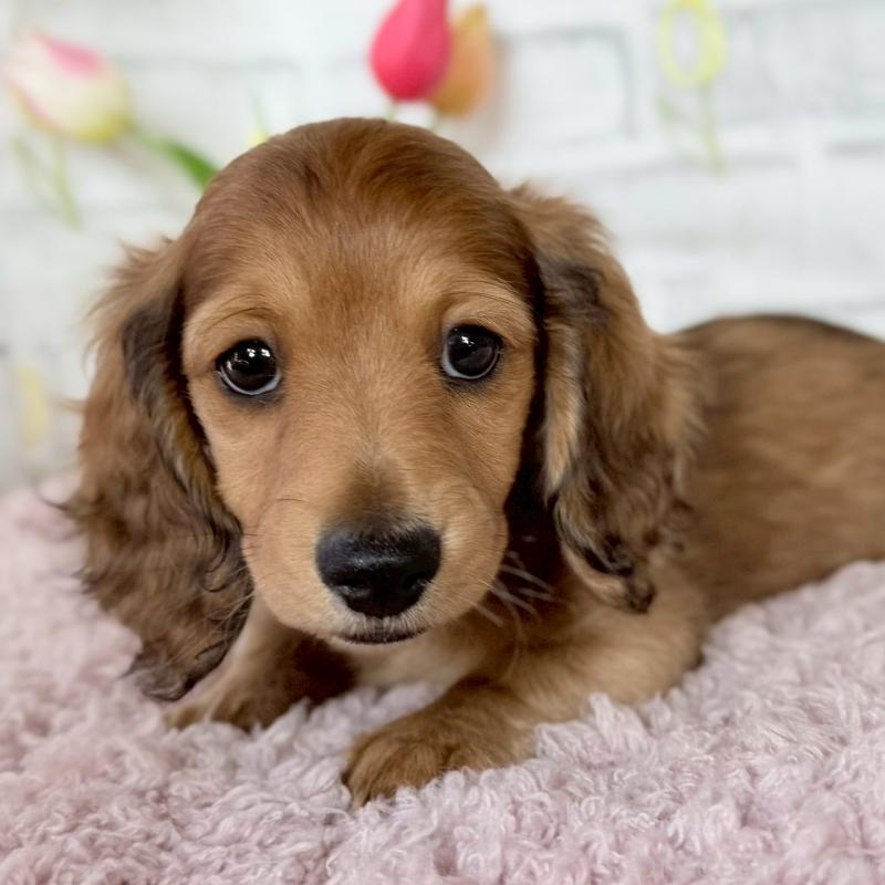 販売中の埼玉県のミニチュアダックスフンド(ロングヘアード)-444755の12枚目