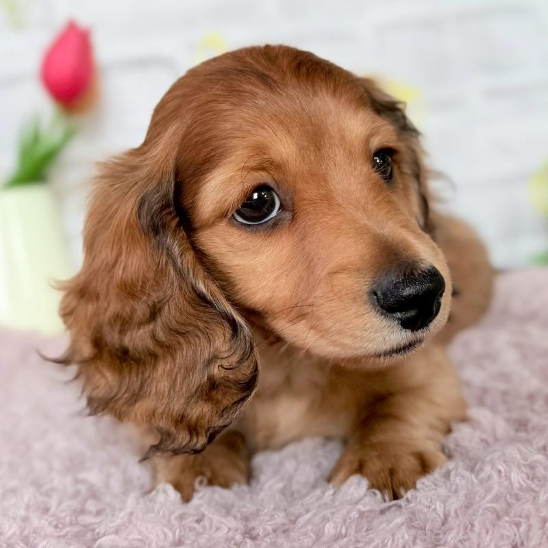 販売中の埼玉県のミニチュアダックスフンド(ロングヘアード)-444755の10枚目