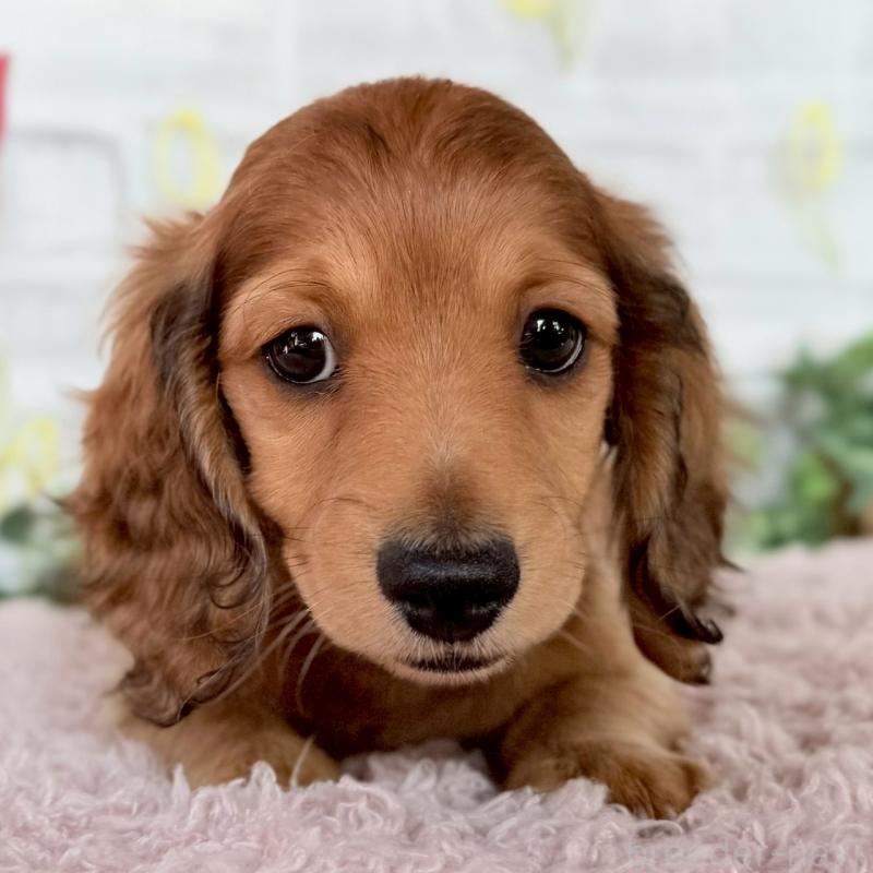 販売中の埼玉県のミニチュアダックスフンド(ロングヘアード)-444755の9枚目