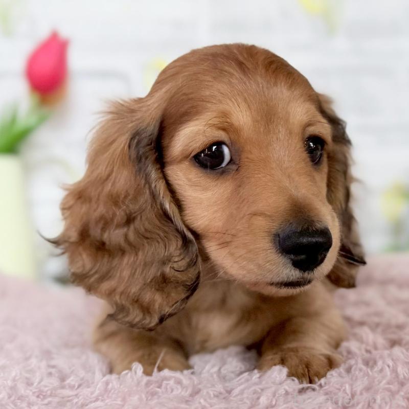 販売中の埼玉県のミニチュアダックスフンド(ロングヘアード)-444755の8枚目