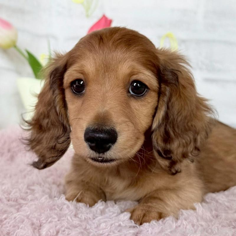 販売中の埼玉県のミニチュアダックスフンド(ロングヘアード)-444755の7枚目