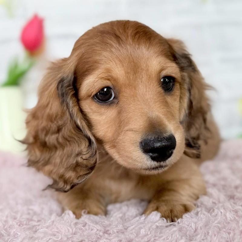 販売中の埼玉県のミニチュアダックスフンド(ロングヘアード)-444755の6枚目