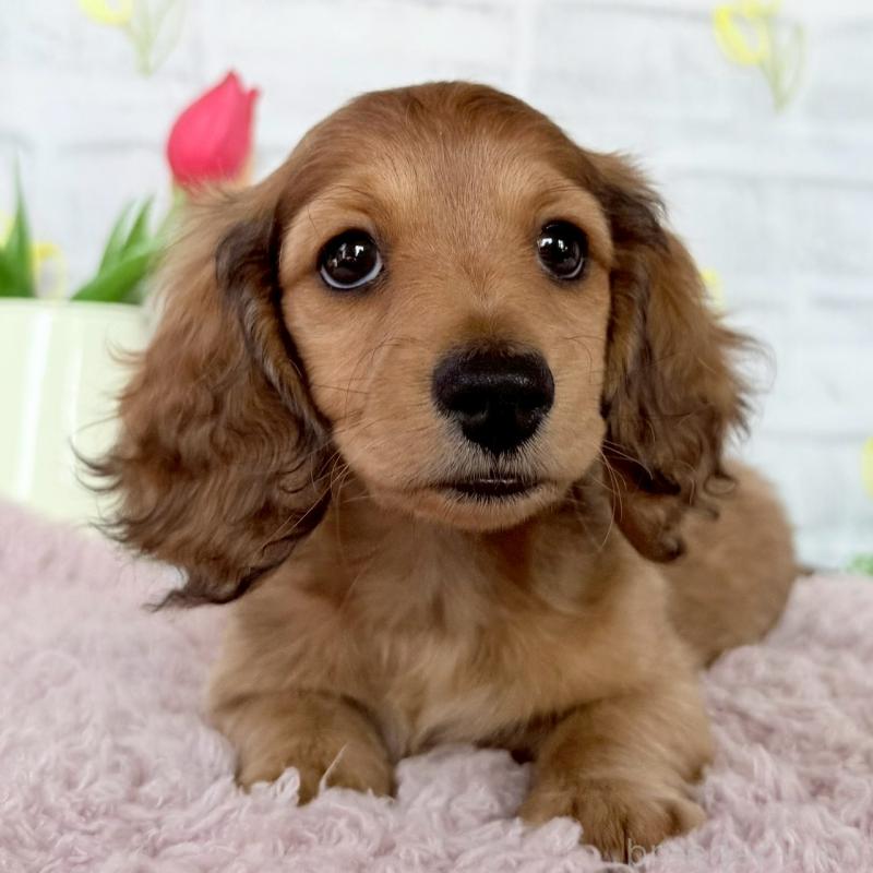 販売中の埼玉県のミニチュアダックスフンド(ロングヘアード)-444755の5枚目