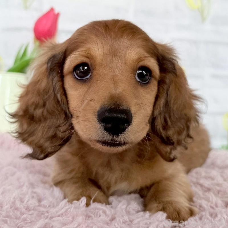 販売中の埼玉県のミニチュアダックスフンド(ロングヘアード)-444755