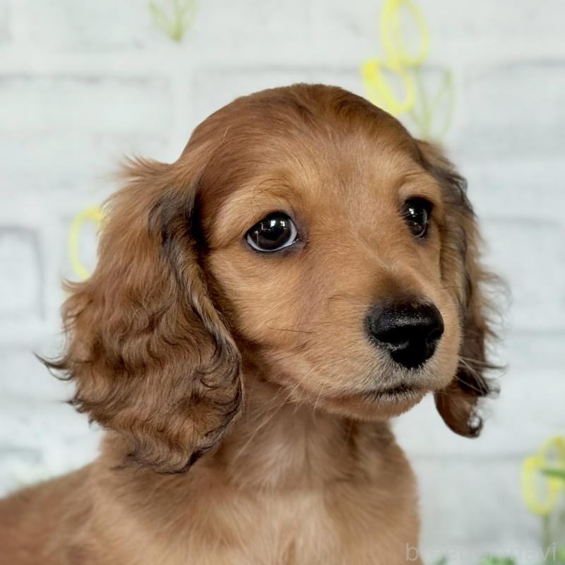 販売中の埼玉県のミニチュアダックスフンド(ロングヘアード)-444755の4枚目