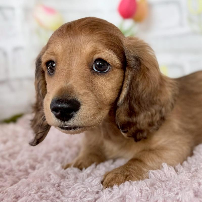 販売中の埼玉県のミニチュアダックスフンド(ロングヘアード)-444755の3枚目