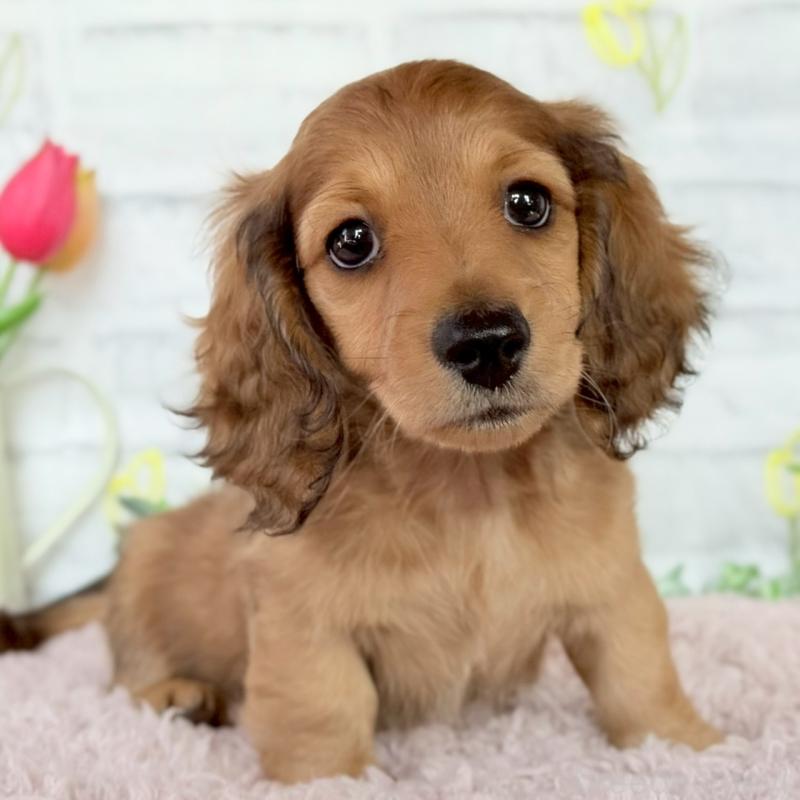 販売中の埼玉県のミニチュアダックスフンド(ロングヘアード)-444755の2枚目