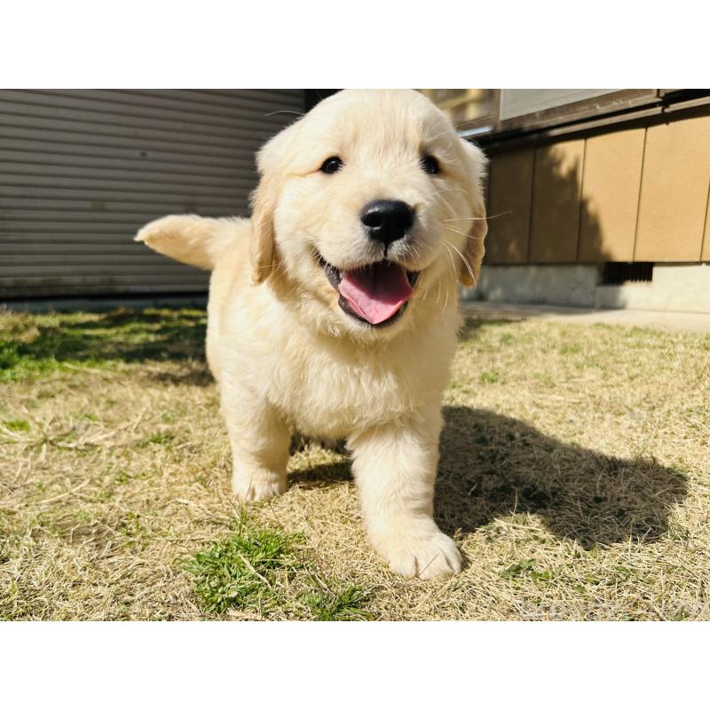 商談中の千葉県のゴールデンレトリーバー-440027の9枚目