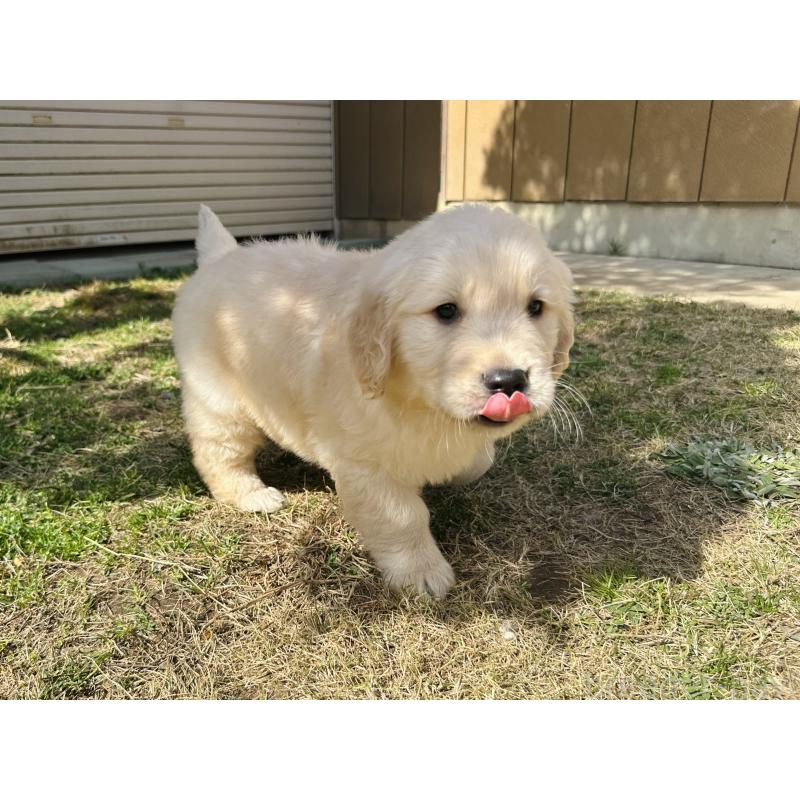 商談中の千葉県のゴールデンレトリーバー-440027の8枚目