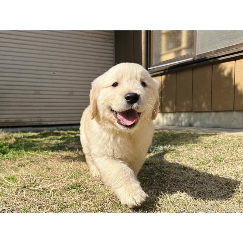 商談中の千葉県のゴールデンレトリーバー-440027の7枚目