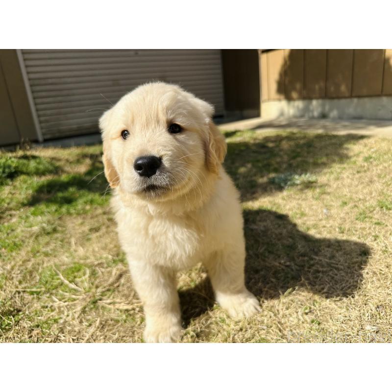 商談中の千葉県のゴールデンレトリーバー-440027の6枚目