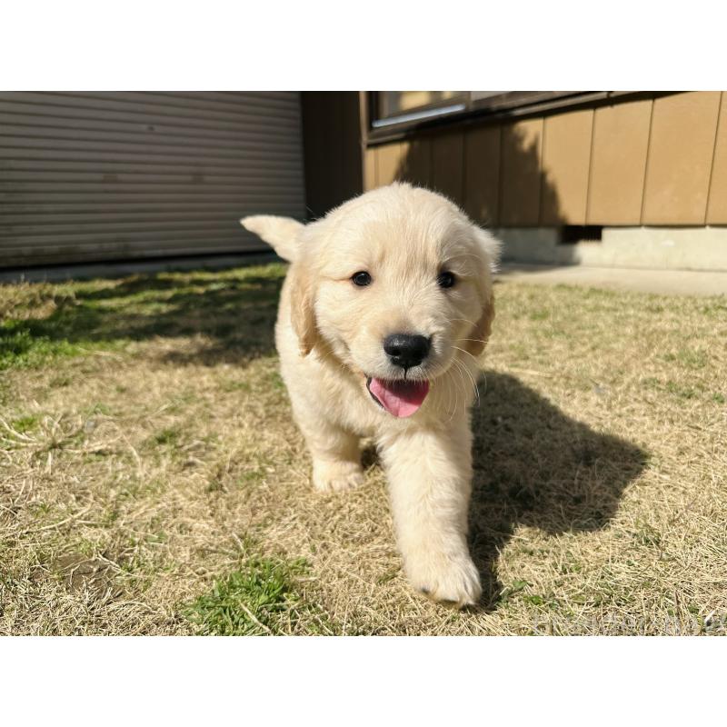 商談中の千葉県のゴールデンレトリーバー-440027の5枚目