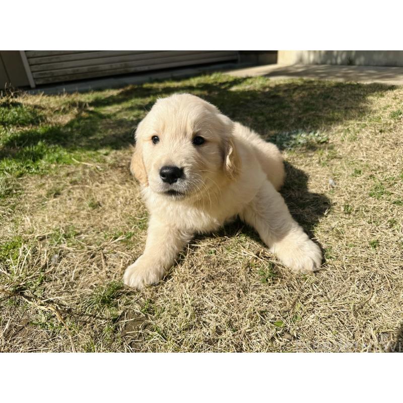 商談中の千葉県のゴールデンレトリーバー-440027の4枚目