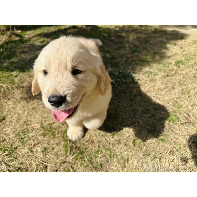 商談中の千葉県のゴールデンレトリーバー-440027の3枚目