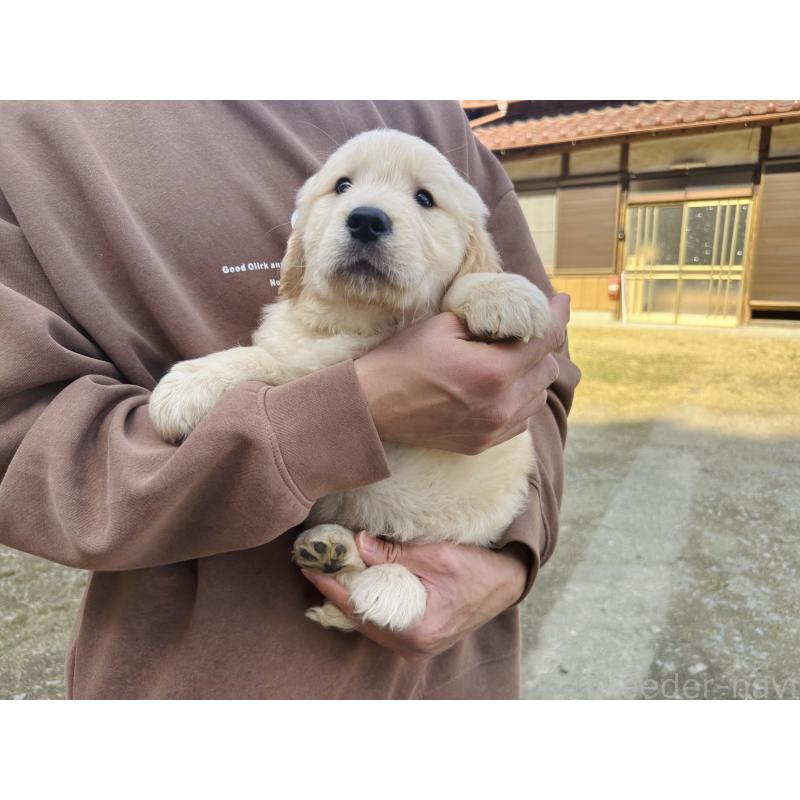 商談中の千葉県のゴールデンレトリーバー-440027の2枚目