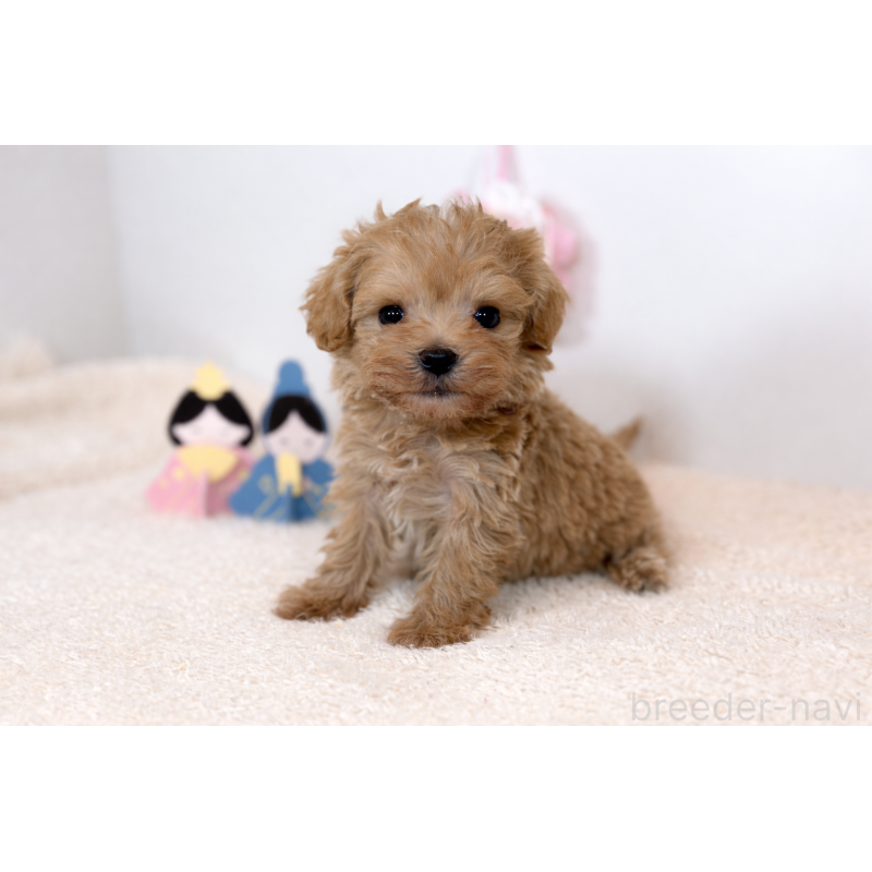 販売中の広島県のマルプー:マルチーズ×トイプードル-448015の2枚目