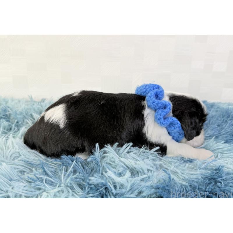 販売中の埼玉県のキャバリアキングチャールズスパニエル-448016の5枚目