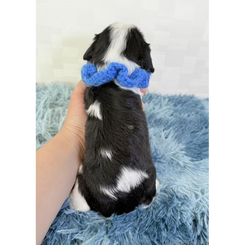 販売中の埼玉県のキャバリアキングチャールズスパニエル-448016の4枚目