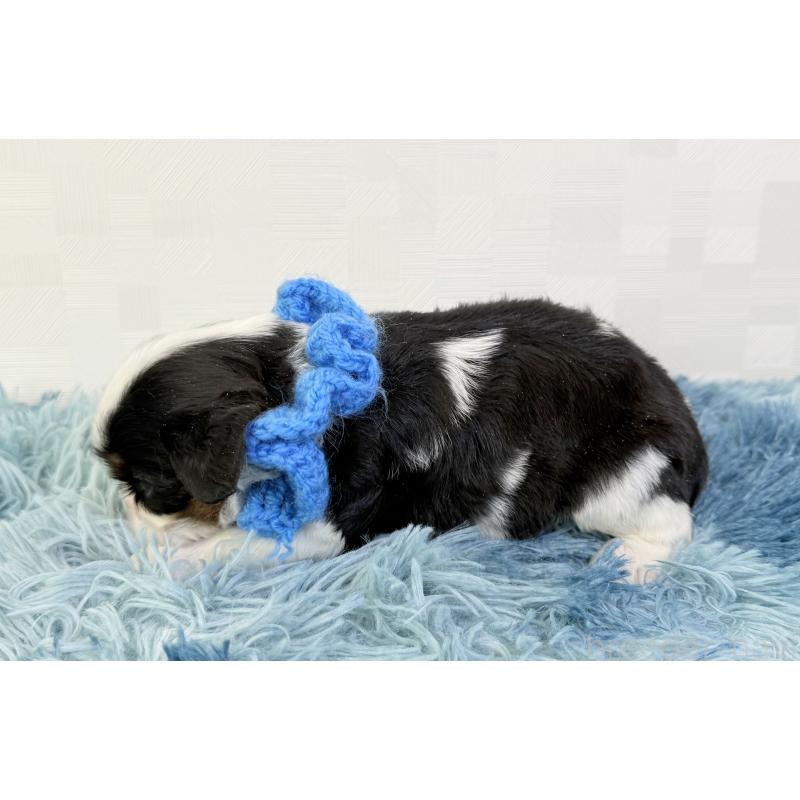 販売中の埼玉県のキャバリアキングチャールズスパニエル-448016の3枚目