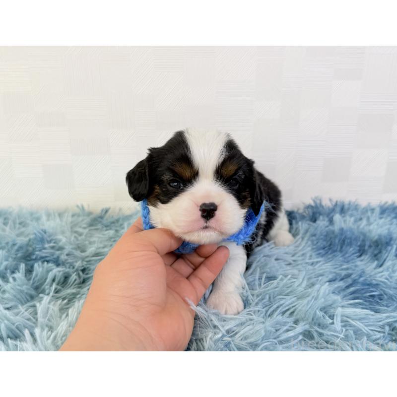 販売中の埼玉県のキャバリアキングチャールズスパニエル-448016の2枚目