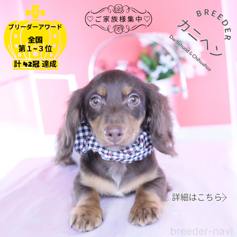 販売中の愛知県のカニンヘンダックスフンド(ロングヘアード)-430602の1枚目