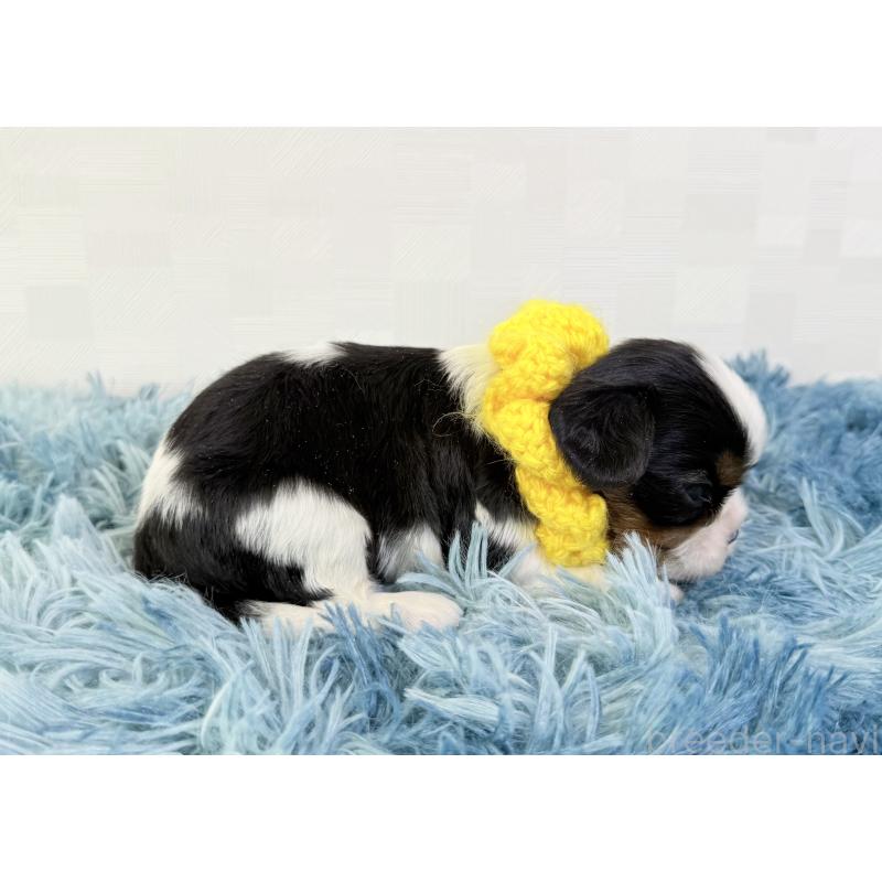 販売中の埼玉県のキャバリアキングチャールズスパニエル-448017の5枚目