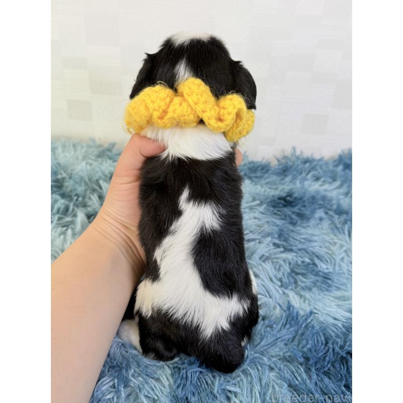 販売中の埼玉県のキャバリアキングチャールズスパニエル-448017の4枚目