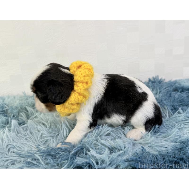 販売中の埼玉県のキャバリアキングチャールズスパニエル-448017の3枚目