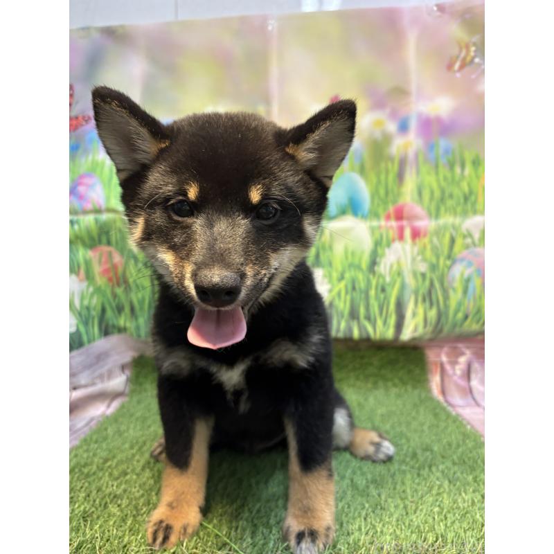 販売中の神奈川県の柴犬-438405の3枚目