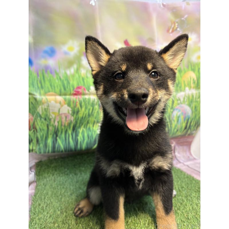 販売中の神奈川県の柴犬-438405の2枚目