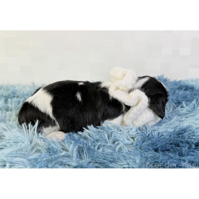 販売中の埼玉県のキャバリアキングチャールズスパニエル-448018の5枚目