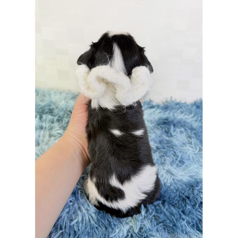 販売中の埼玉県のキャバリアキングチャールズスパニエル-448018の4枚目