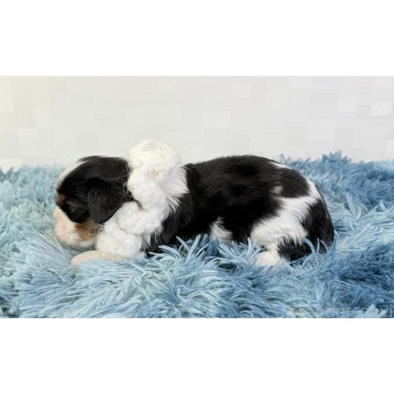 販売中の埼玉県のキャバリアキングチャールズスパニエル-448018の3枚目