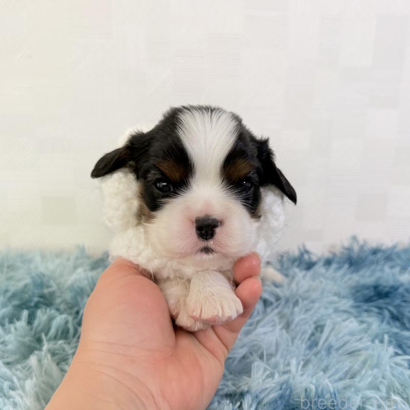 販売中の埼玉県のキャバリアキングチャールズスパニエル-448018の2枚目