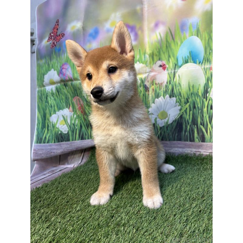 販売中の神奈川県の柴犬-438403の4枚目