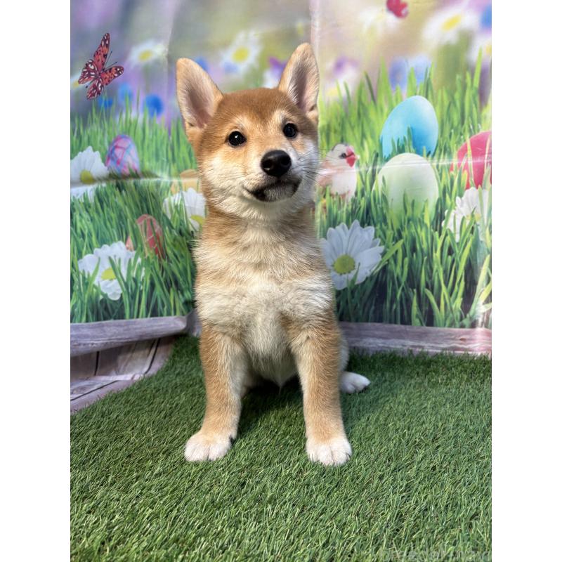 販売中の神奈川県の柴犬-438403の3枚目