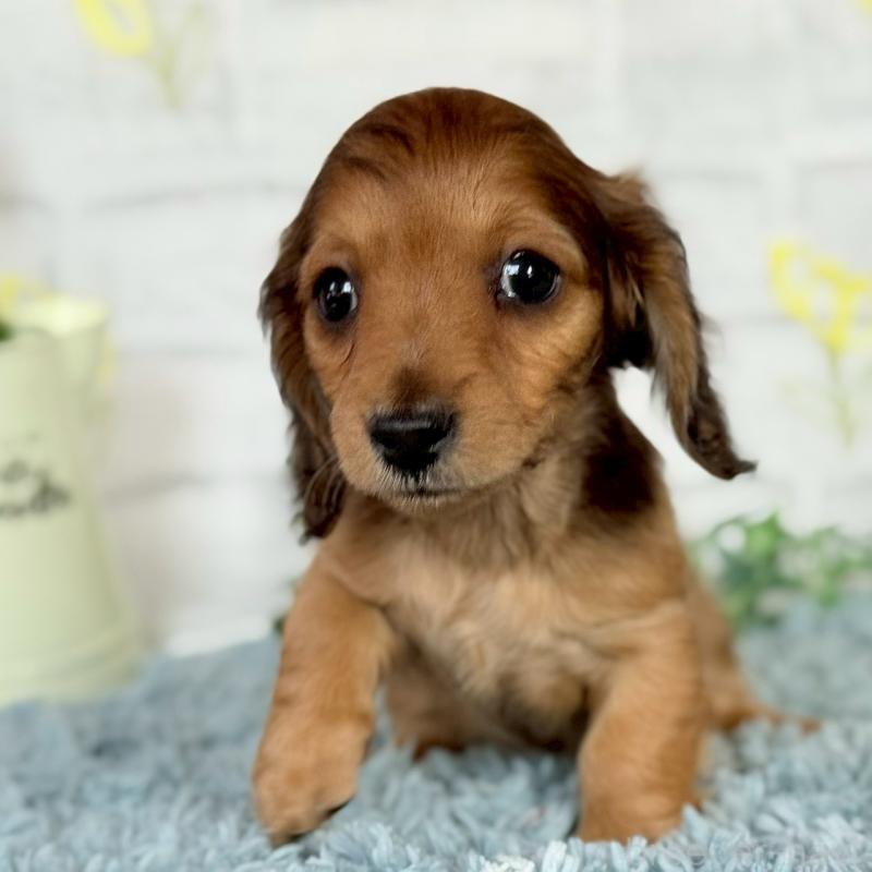 販売中の埼玉県のミニチュアダックスフンド(ロングヘアード)-444657