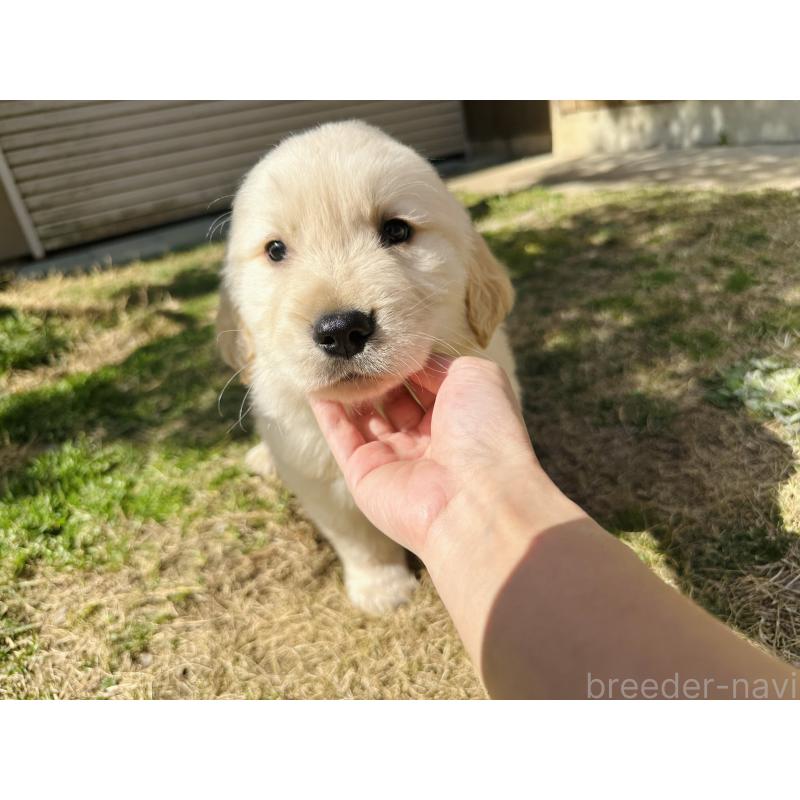 成約済の千葉県のゴールデンレトリーバー-440025の10枚目