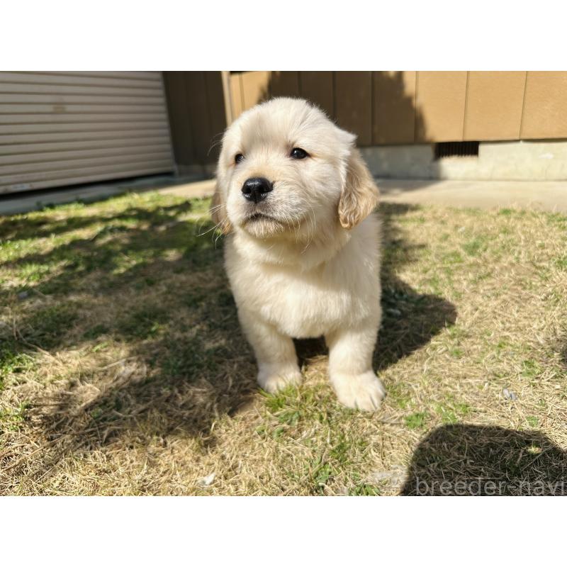 成約済の千葉県のゴールデンレトリーバー-440025の9枚目